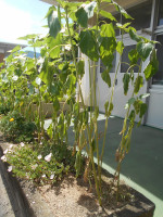 DSCN0241